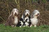 BEARDED COLLIE 365
